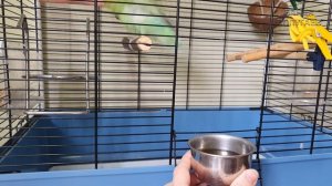 Чищу восковицу волнистому попугаю