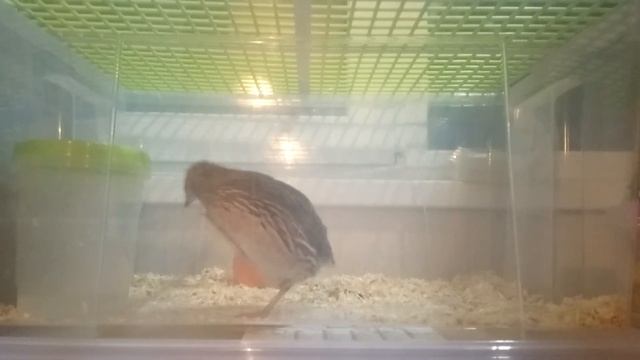 Перепел из магазинных яиц - игра в догонялки!!! смотреть онлайн