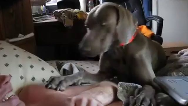 Веймаранер Боб будит своего хозяина утром)) смотреть онлайн