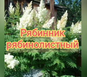 Рябинник рябинолистный. Выращивание и уход.