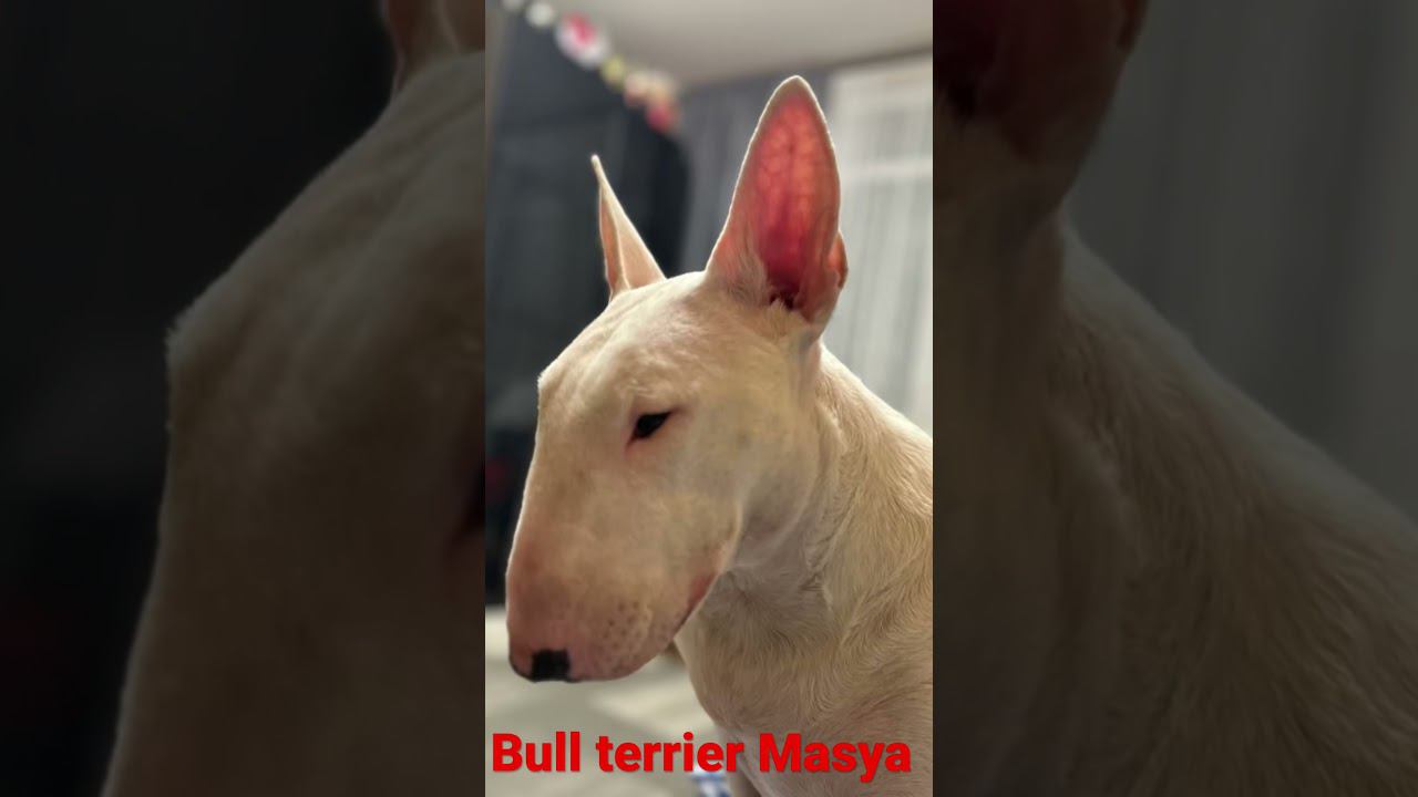 05.05.2023. Bull Terrier Masya. Бультерьер Мася)))