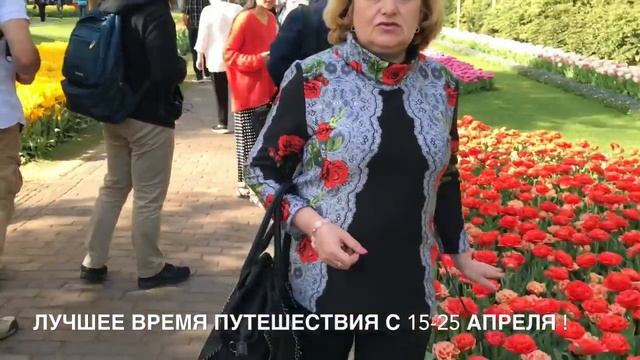 Парк тюльпанов Кекенхоф Нидерланды . Путешествую с Аккорд тур.  Keukenhof Tulpenpark #Keukenhof