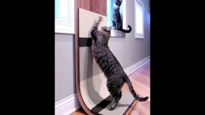 Как отучить кошку драть обои?