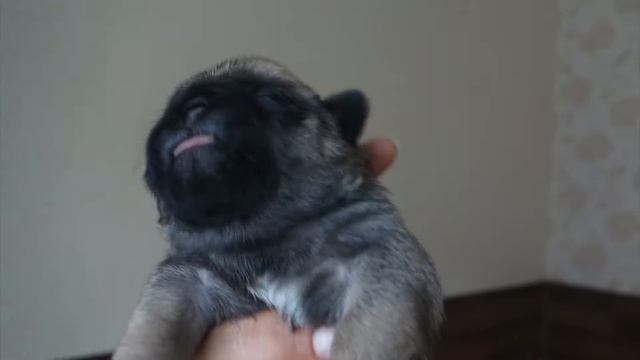 Alfeori Michigan & Chudo Chudnoe Romantika, pug puppies, 10 days, Violet Girl смотреть онлайн