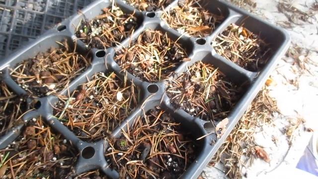 How to grow Arbutus Trees from Seed смотреть онлайн