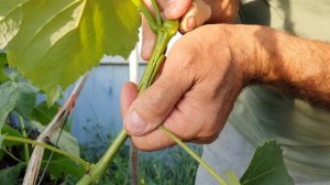 Улучшенная копулировка винограда. Прививка винограда зеленым в зеленое.