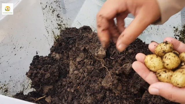 Early July Small Urban Garden tour and garden harvest and Flowers blooming July 2021 UK смотреть онлайн