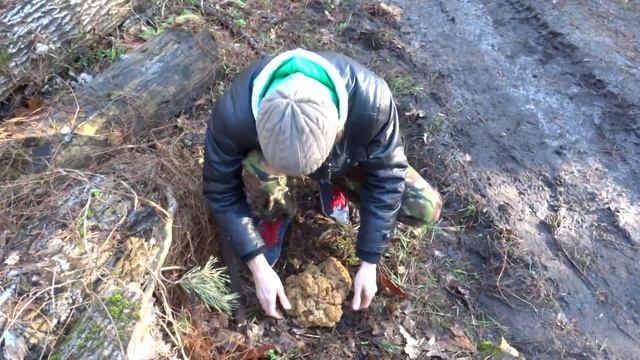 Огромный Строчок гигантский - 2,14 кг, рекордсмен!!! смотреть онлайн