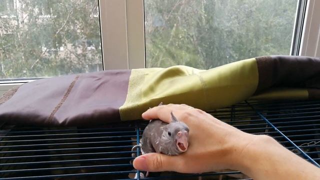 Выкормыш кореллы безщекий природный самец смотреть онлайн