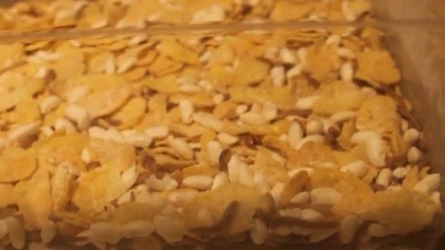 Tenebrio molitor farm, mealworm. смотреть онлайн