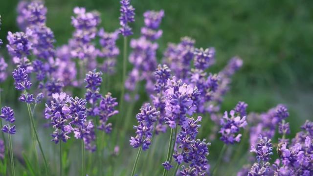 8 Марта — праздник милых дам. смотреть онлайн