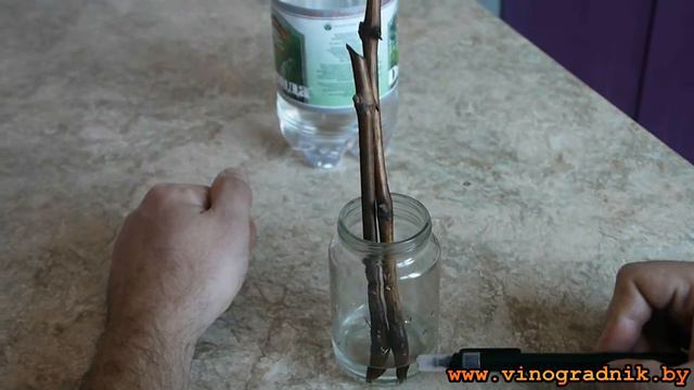 Укоренение черенков винограда в воде смотреть онлайн