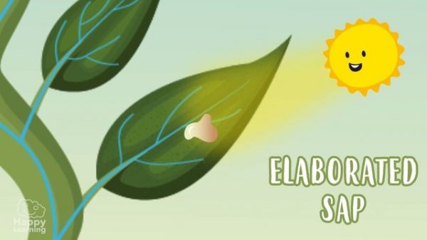 Photosynthesis | Educational Video for Kids