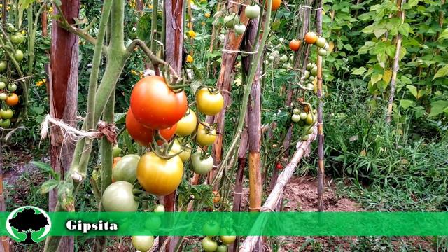 Como evitar e curar a podridão apical no tomate смотреть онлайн
