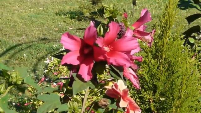 Цветет Гибискус травянистый (Hibiscus)