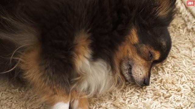 Why Dogs Tilt Their Heads When You Talk to Them (and 6 Other Dog Behaviors Explained) смотреть онлайн