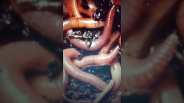 Как развести дождевых червей в саду. смотреть онлайн