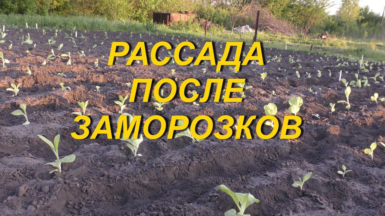 РАССАДА ПОСЛЕ ЗАМОРОЗКОВ смотреть онлайн