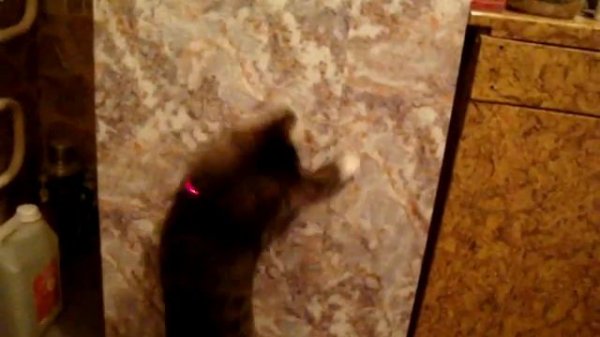кот играет с лазером)))