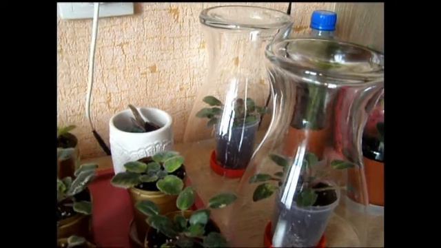 Пересадила свои новые фиалки... смотреть онлайн