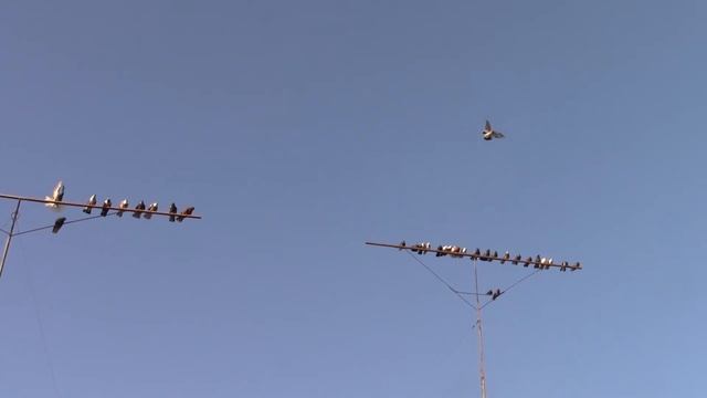 СВГ 2021 смотреть онлайн