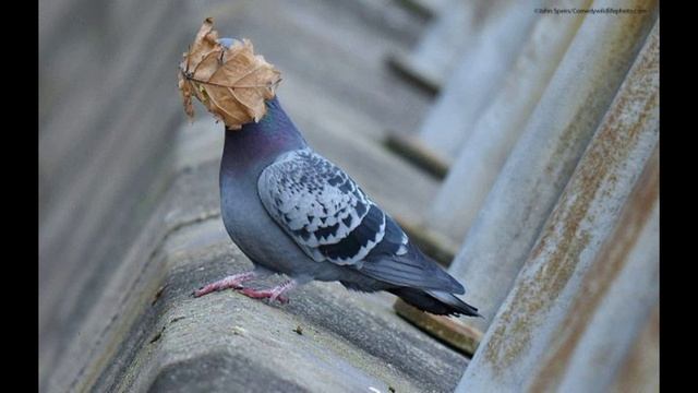 Победители конкурса комедийных фото 7 снимков диких животных, которые поднимут настроение. смотреть онлайн