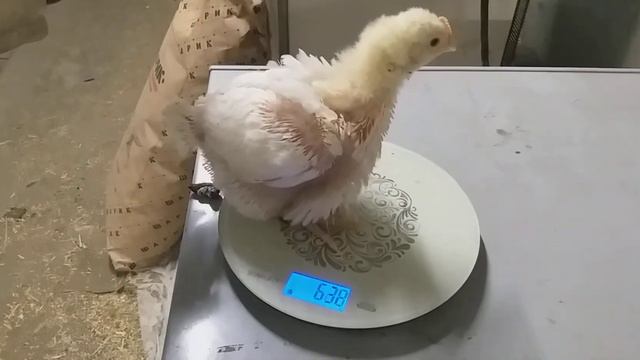 бройлеры 18 дней. чихают цыплята🤧 смотреть онлайн