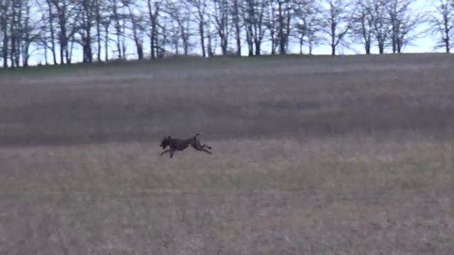 1056 (180) Курцхаар Кисс Остроухов В.В, смотреть онлайн