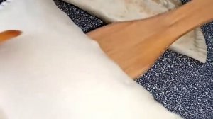 Янтык - блюдо крымско-татарской кухни. Крымская кухня - Янтык (сухой Чебурек) - традиционный рецепт