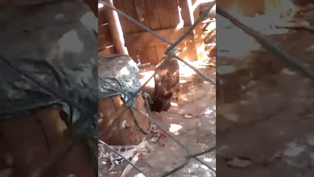 Ястреб и канюк смотреть онлайн