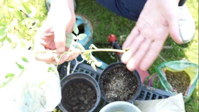 Как размножить розу смотреть онлайн