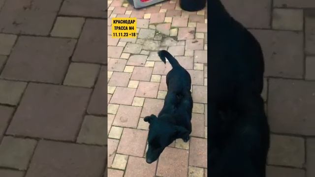 кстати очень вкусные #м4дон #краснодар #юристКраснодар #бездомнаясобака #переездвкраснодар смотреть онлайн