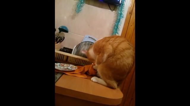 Кот аристократ, вытирает мордашку полотенцем смотреть онлайн