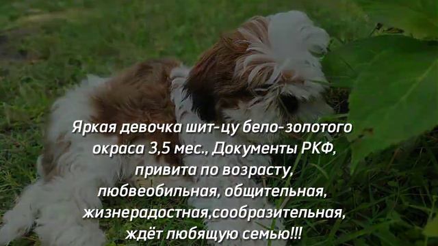 Очень милая и дружелюбная девочка шит-цу ищет дом!🐾💓 #собака #шитцу #рекомендации #продажа смотреть онлайн