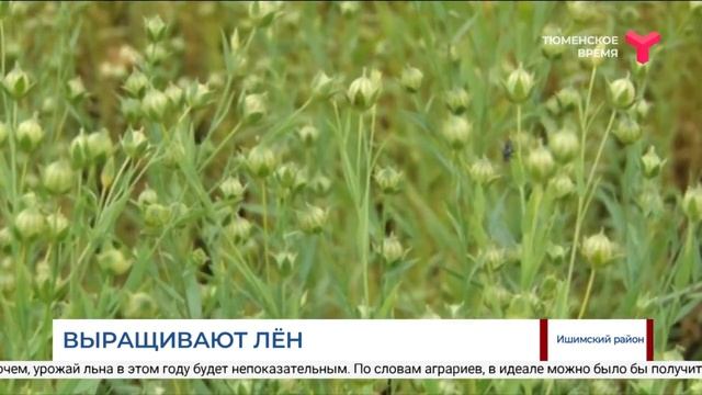 Выращивают лён / Ишимский район