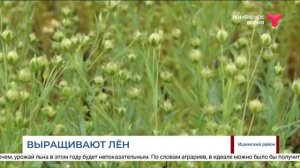 Выращивают лён / Ишимский район