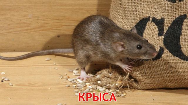 Карточки Домана Часть 2 Животные леса! смотреть онлайн