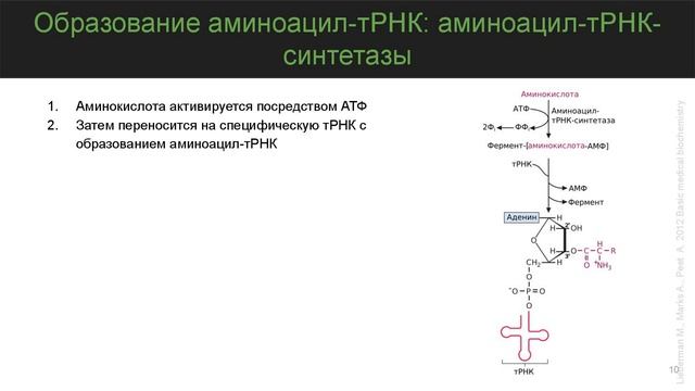Трансляция: синтез белка