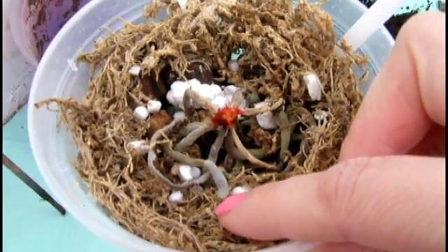 Бедняжка - реанимашка. Спасаю белый Фаленопсис. смотреть онлайн