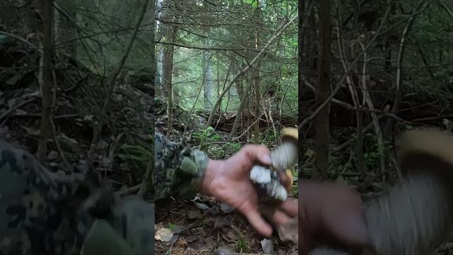 ЭТО ЧТО-ТО ИЗ РАЗДЕЛА МИСТИКИ! ЖЕЛТО-БУРЫЕ ПОДОСИНОВИКИ НА ОГРОМНОЙ НОГЕ. ЛУЧШИЕ НАХОДКИ СЕЗОНА. смотреть онлайн