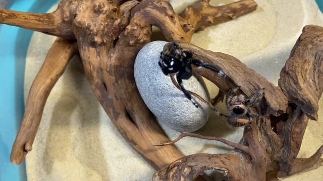 Брачные танцы паука-скакунчика Phidippus regius смотреть онлайн