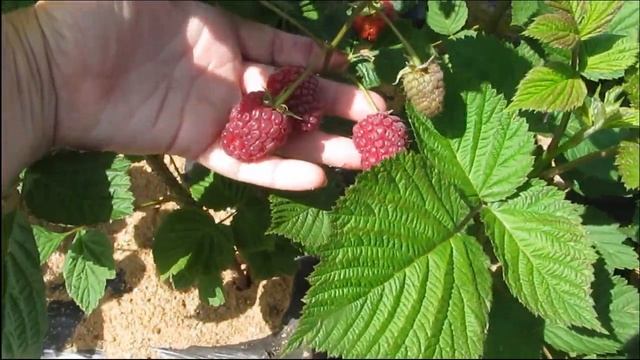 Летний сорт малины Пшехиба в 2018 г - это надо видеть! смотреть онлайн