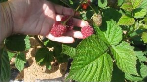Летний сорт малины Пшехиба в 2018  г  - это надо видеть!