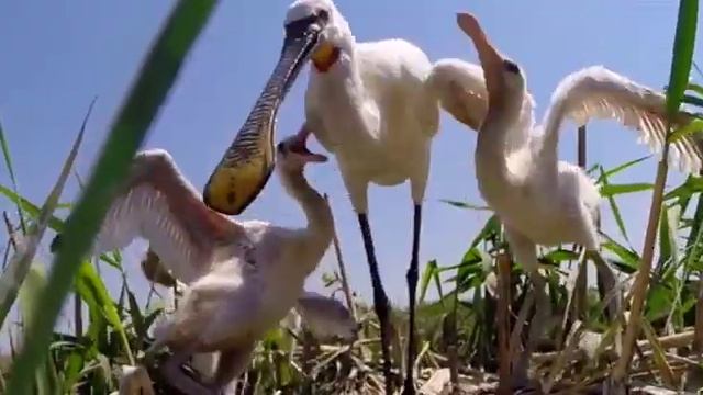 Колпица (Platalea leucorodia) | Film Studio Aves смотреть онлайн