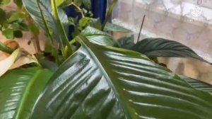 Спатифиллум: уход в домашних условиях, а также почему у него темнеет цветок.