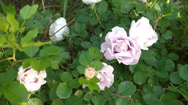 Как пересадить взрослую розу на новое место. Время пересадки розы смотреть онлайн