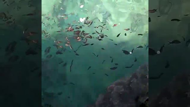 рыбки в Средиземном море смотреть онлайн