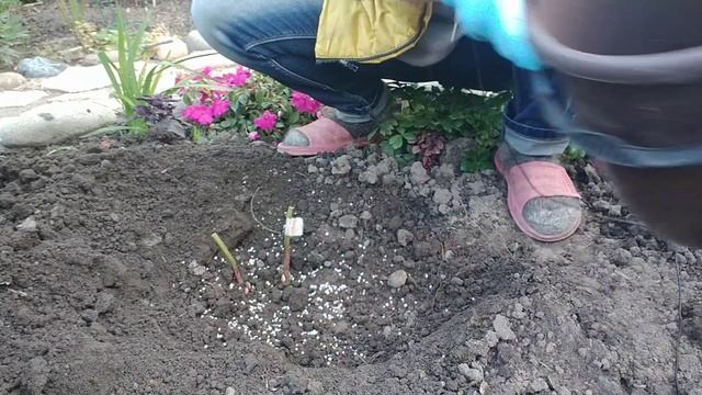 ПОСАДКА ПИОНОВ ОСЕНЬЮ.КАК ПРАВИЛЬНО ПОСАДИТЬ ПИОН И ЧТО НАДО ЗНАТЬ . смотреть онлайн