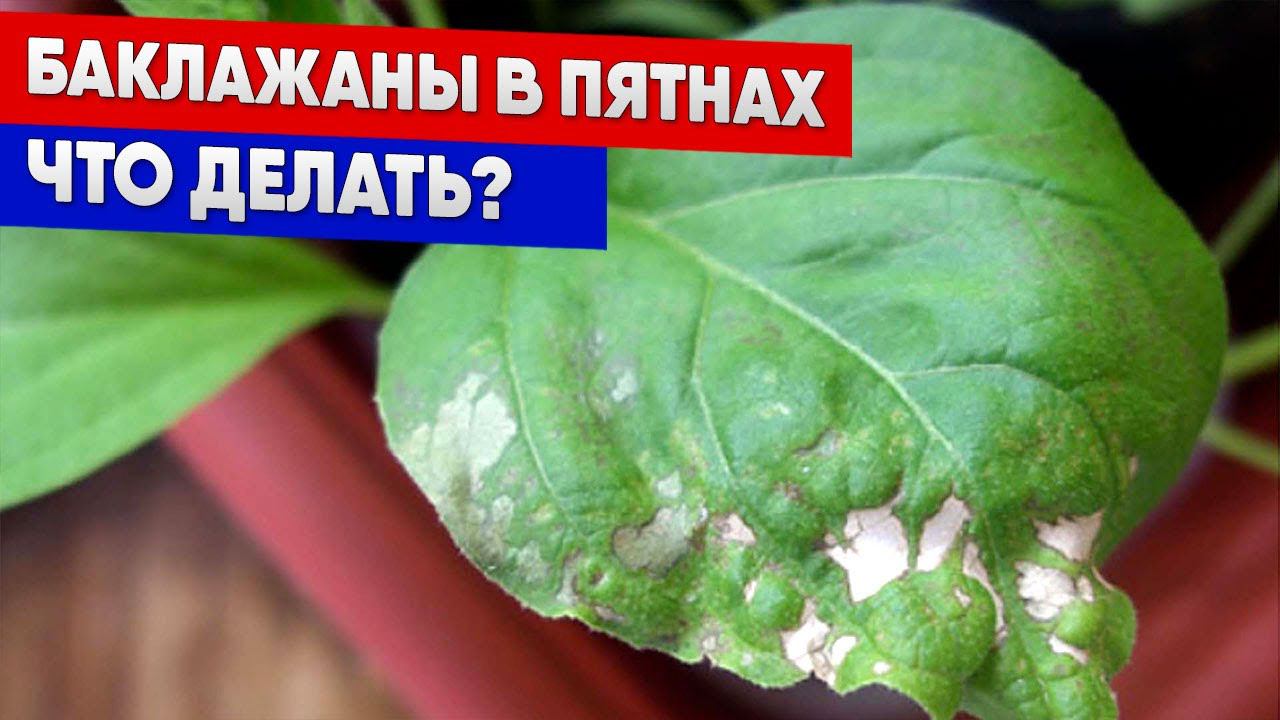 Баклажаны в пятнах   что делать