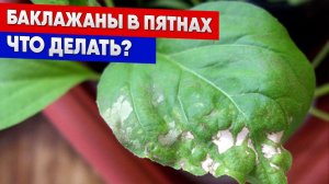 Баклажаны в пятнах   что делать